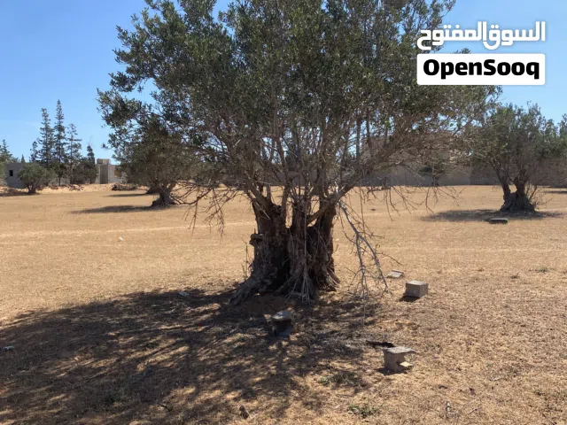 أشجار زيتون للبيع في الباعيش