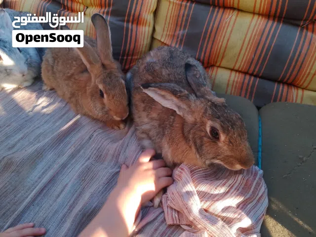 جوز ارانب شغالات بسعر مغري عشرين دينار ماركا الجنوبيه