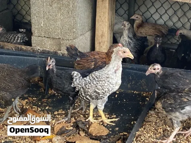 دجاج عماني طازج