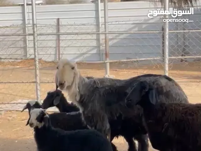 جعد نجديات