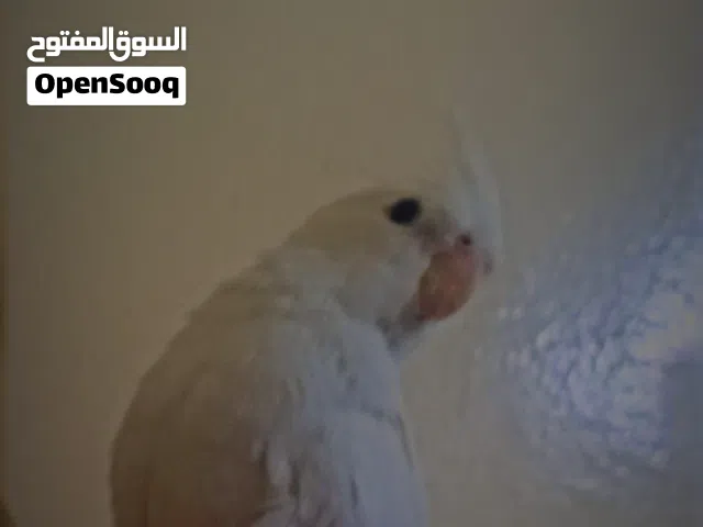 عصفور كوكتيل البينو اليف