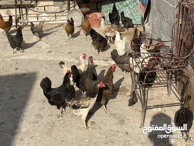 دجاج عربي فرنساوي مخلط دجاج غليظ درجة أولى يبيض بيع جملة العدد 45
