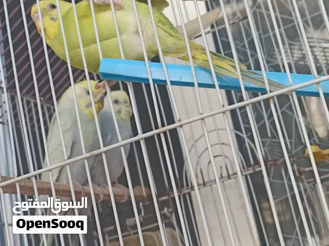 زويجاديال بروش بإبنها