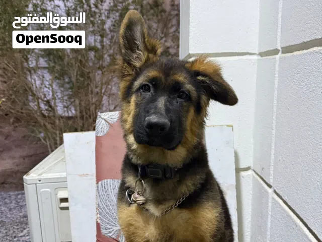جرو جيرمن شيبرد لونج هير العمر 3 اشهر
