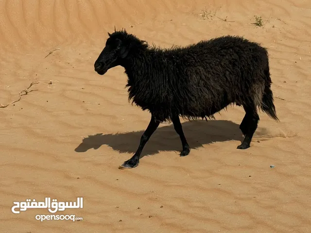 خروف فاخر ونظيف