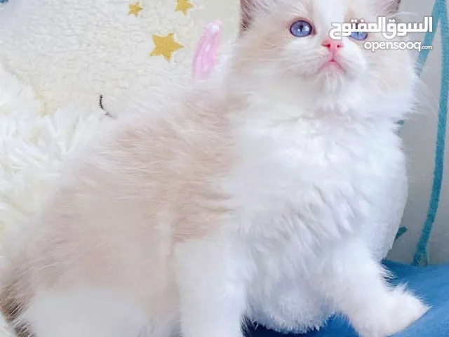 Adorable Ragdoll Kittens Looking for a Loving Home!