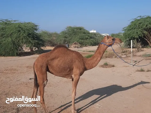 للبيع بكره مفرود