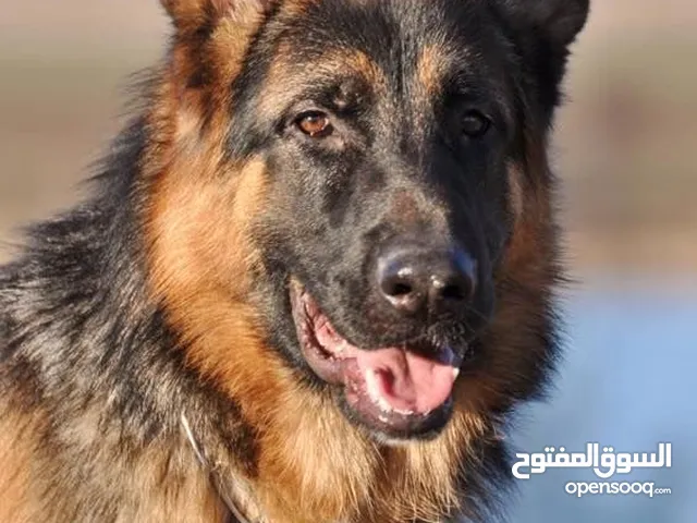 الراعي الألماني: أقوى، أذكى للتدريب العسكري/الحراسة. • الجولدن: ألطف، مناسب للعائلة والأطفال واللعب