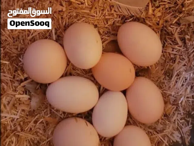 للبيع بيض دجاج بلدي