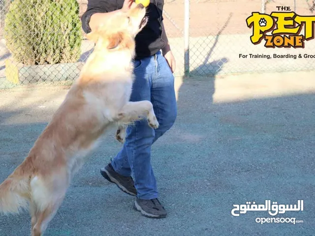 كـــلبـــك جــــــزء من الــعــائــــلة...  درّبـــــه بــحــب