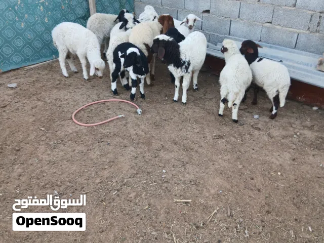 فطايم العدد 12العمر من شهرين وفوق سعر جمله 575 البيع كاش لا يوجد خدمة توصيل