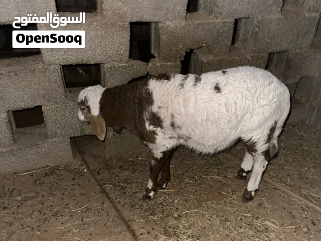 حولي خالي من العيوب العمر شهرين اونص