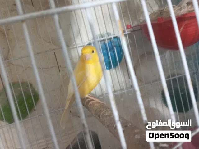 كوبيه كناري اقرا الوصف