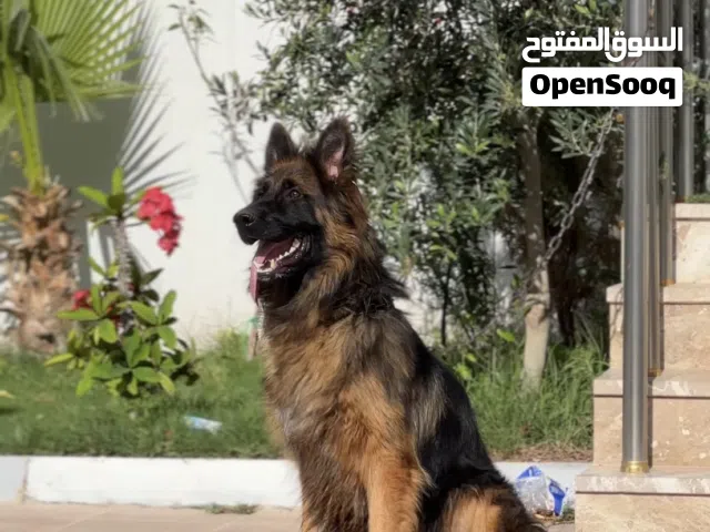 دكر لونق هير للبيع
