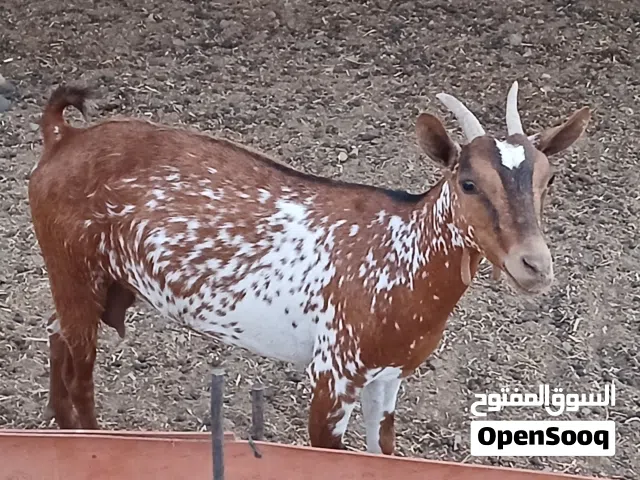 غنم محليات صلاليات