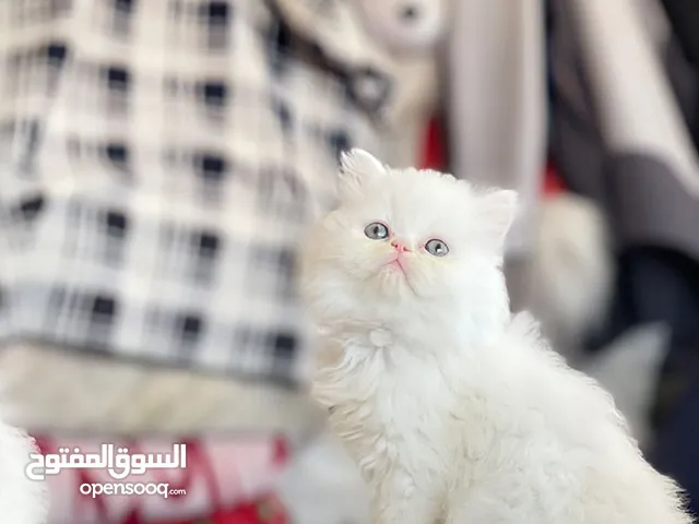قطط شيرازي والأم هملايا العمر شهرين