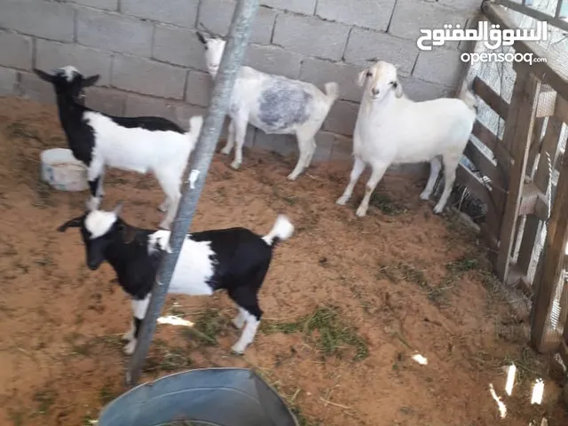 جدي ومعزة وزوزعناق