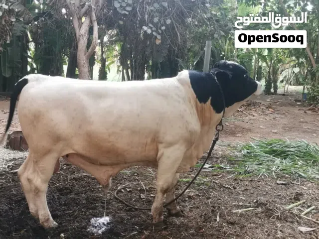 ثور جيرسي اصل للبيع وعجل جيرسي الثور عمرة سنتين والعجل عمرة 6 شهور