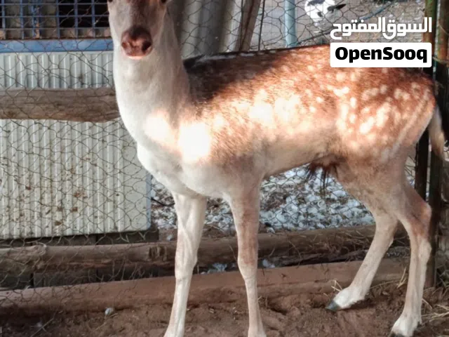 غزال فلودير