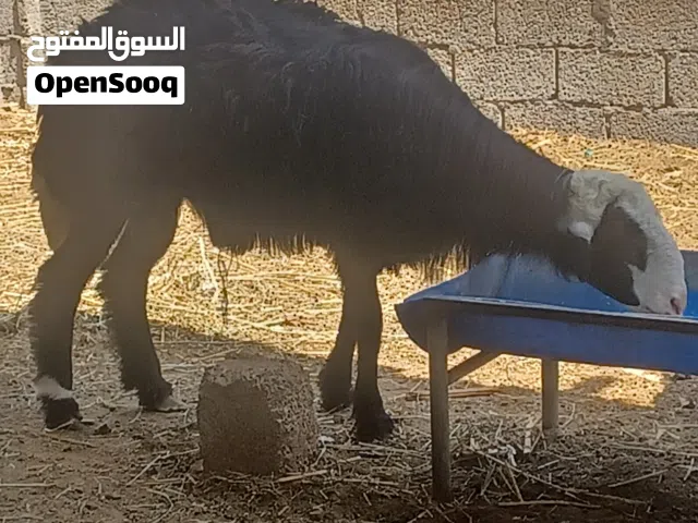 للبيع كبش  ولد سنتين سمين