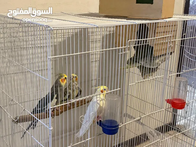 Parrot breeding pairs
