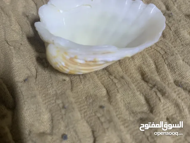 صدف البحر