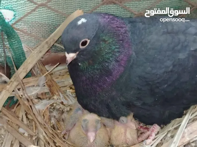 حمام قطيفي كوري