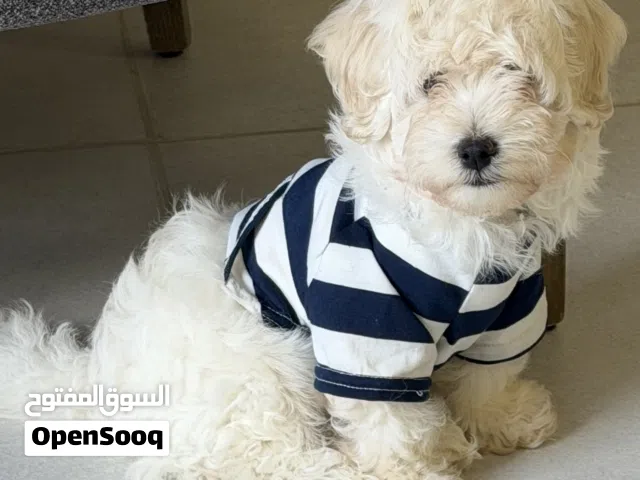Maltipo 4 months old microcipped fully vaccinated