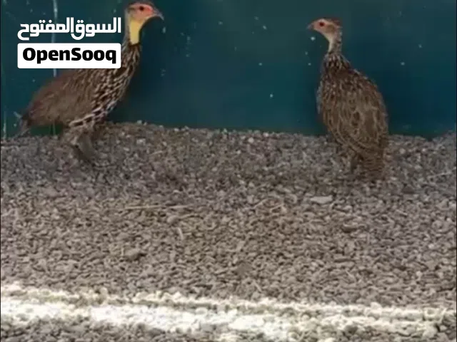 طيور فزن و فرانكلين