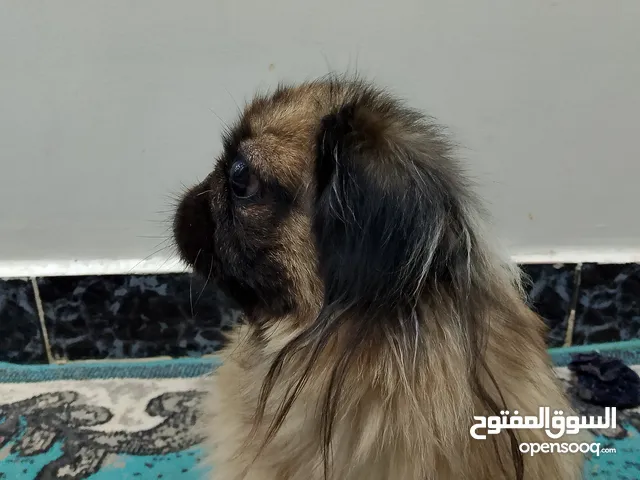 بيك نوار سكه جديده