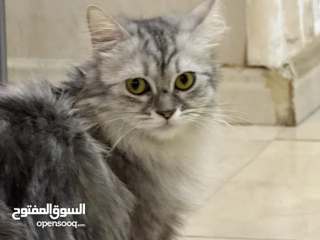 قطط شيرازي