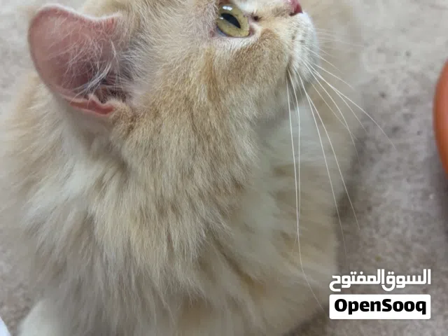 قط شرازي أليفه وعندي قطو ثاني وخذيته ودوم يتضاربون وقررت أبيعها