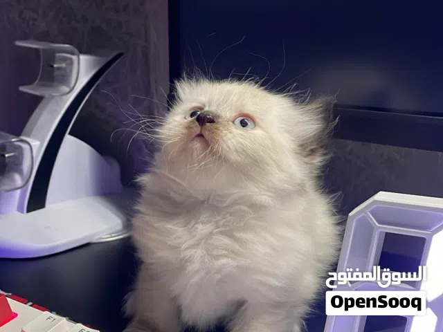 قطط هملايا صغيره للبيع
