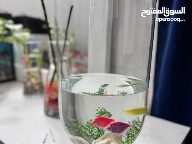Beautuful Aquarium with 2 Gold Fishes