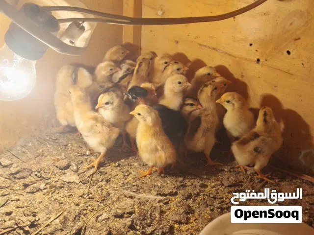 كتاكيت عرب اصلي 100%