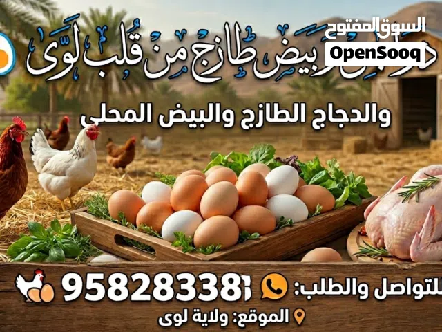 دجاج محلي صغار وكبار وبيض