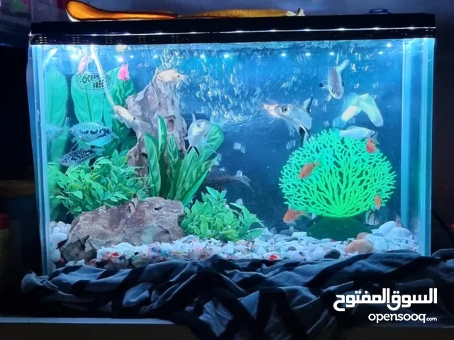 fish tank / aquarium