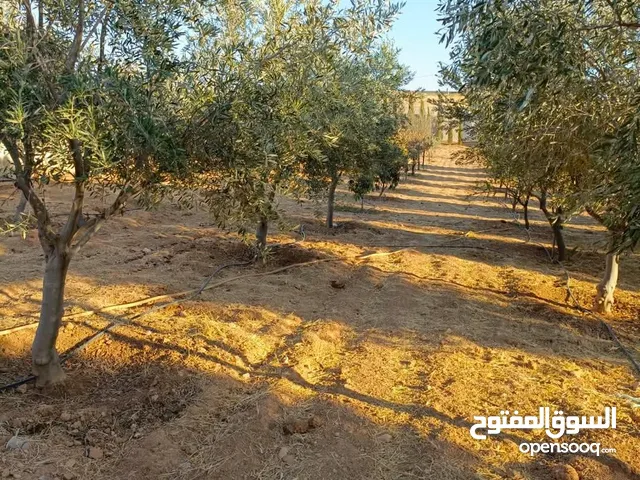 مزرعه في بلعما للبيع