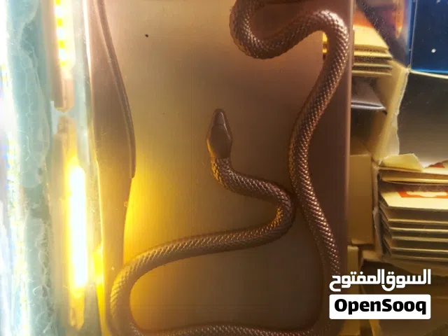 كفرات جوال، غلافات هواتف لواصق