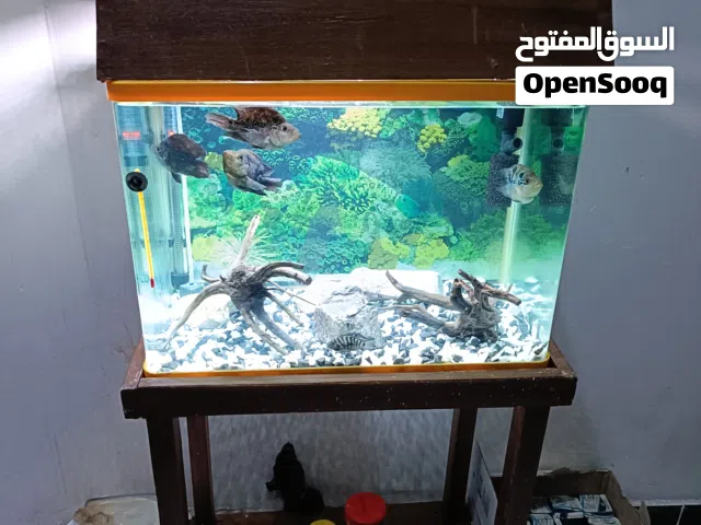 حوض مع 6 أسماك اقره وصف