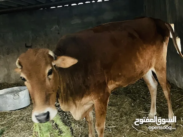 ابقار الدار الاصيله