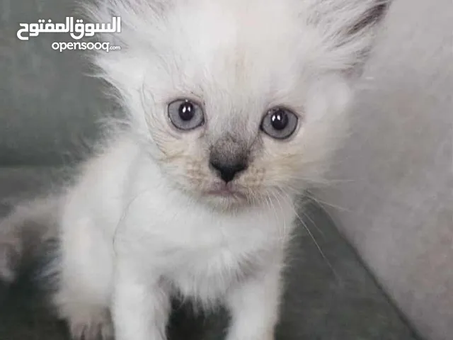 قطة هملايا 50 يوم