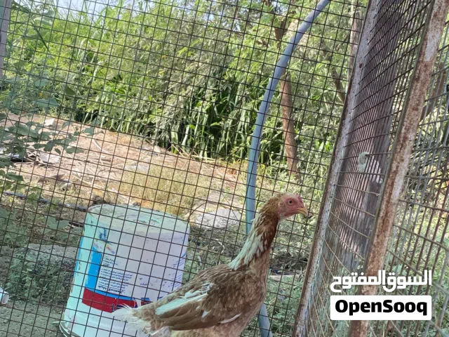دجاجه باكستانيه أصل