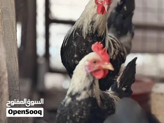 دجاج للبيع 5 ديوجه