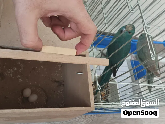 كاكاريكي kakariki parrot كبار بياضين