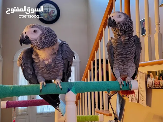 الببغاوات الرمادية الأفريقية