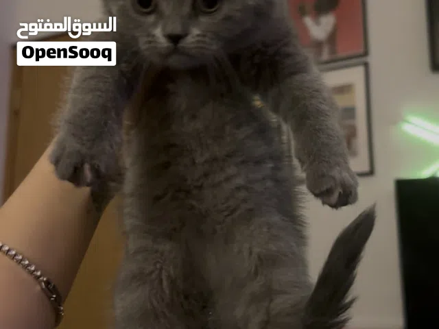 سكوتش فولد