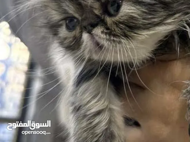 قط هملايا ذكر عمر شهرين ويا دراي فود ولتر بوسك ورمل معطر وصحنين ومجرافه ومعلبات