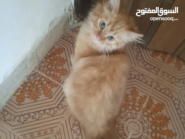 قطط للتبني بدون مقابل في عمان....