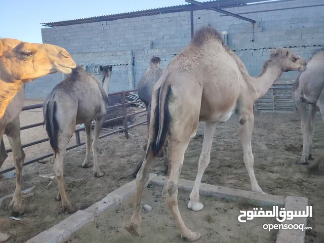 9 قعدان للبيع